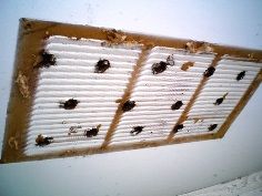 Image of the soffit after the vent is removed, showing how small the holes are.